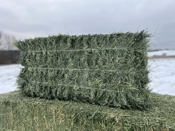 Forage
