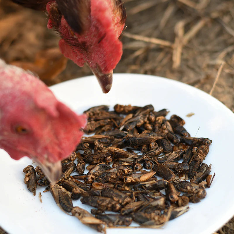 Goody Crickets – Healthy Protein Treats
