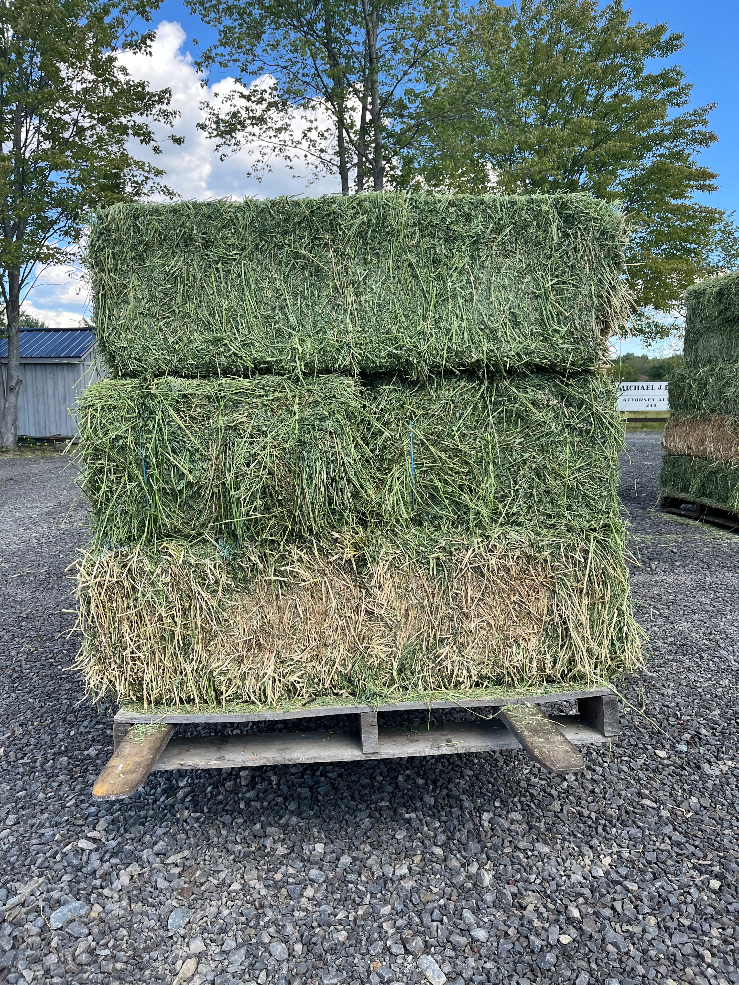 3 String Western Alfalfa