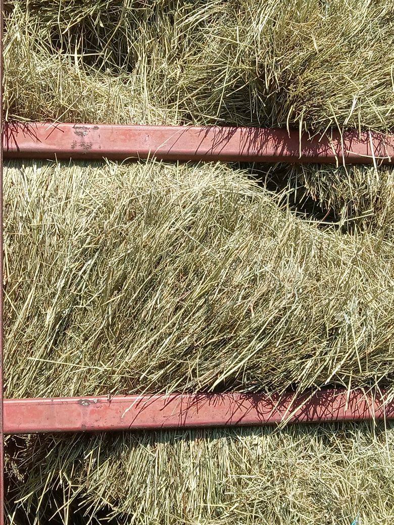 Teff Hay Locally Grown in Upstate New York