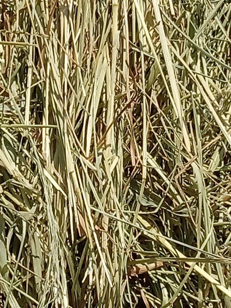 Teff Hay Locally Grown in Upstate New York