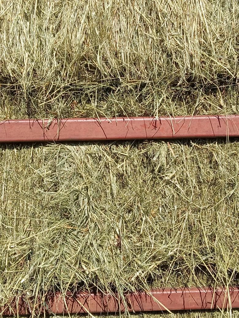Teff Hay Locally Grown in Upstate New York