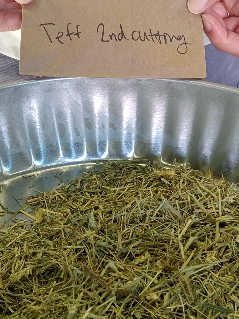 Teff Hay Locally Grown in Upstate New York