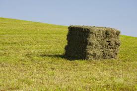3 String Western Alfalfa