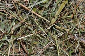 Local First Cutting Premium Grass Hay – Square Bales