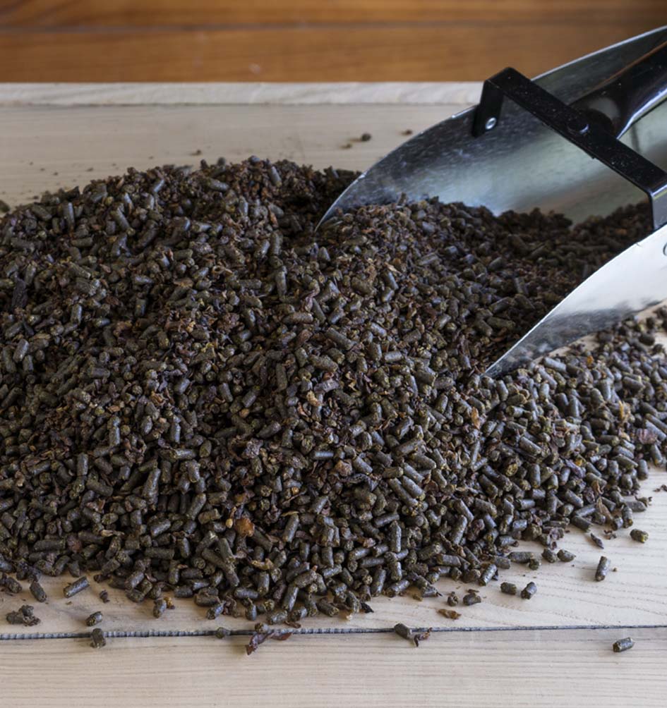 Triple Crown Senior Gold